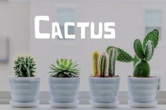 Cactus Font: The Squared Display Typeface for Modern Makers